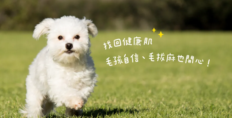【汪喵星球】皮膚益生菌 (30包/盒) | 益生菌 X 護膚營養雙效合一・舒緩日常抓癢敏感(犬貓通用)