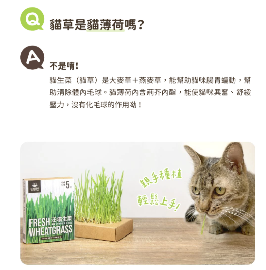 【汪喵星球】貓草新鮮栽培盒 | 貓咪生菜 天然排毛小麥草 單盒裝 $42/盒 - 天然纖維幫助排毛球
