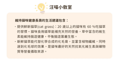 【汪喵星球】貓草新鮮栽培盒 | 貓咪生菜 天然排毛小麥草 單盒裝 $42/盒 - 天然纖維幫助排毛球