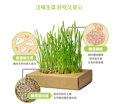 【汪喵星球】貓草新鮮栽培盒 | 貓咪生菜 天然排毛小麥草 單盒裝 $42/盒 - 天然纖維幫助排毛球