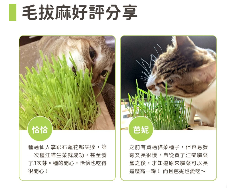 【汪喵星球】貓草新鮮栽培盒 | 貓咪生菜 天然排毛小麥草 單盒裝 $42/盒 - 天然纖維幫助排毛球