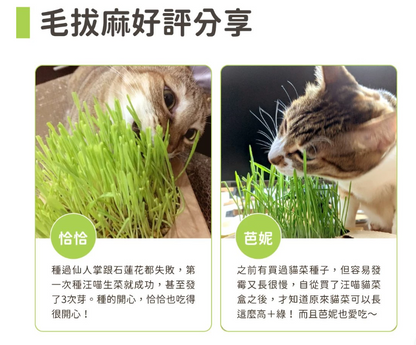 【汪喵星球】貓草新鮮栽培盒 | 貓咪生菜 天然排毛小麥草 單盒裝 $42/盒 - 天然纖維幫助排毛球