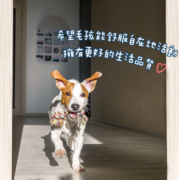 汪喵星球｜UC-II 關節保養粉（MSM 強效加強配方）35顆/120顆 裝 【進階修護，舒緩關節不適感】【貓狗保健】