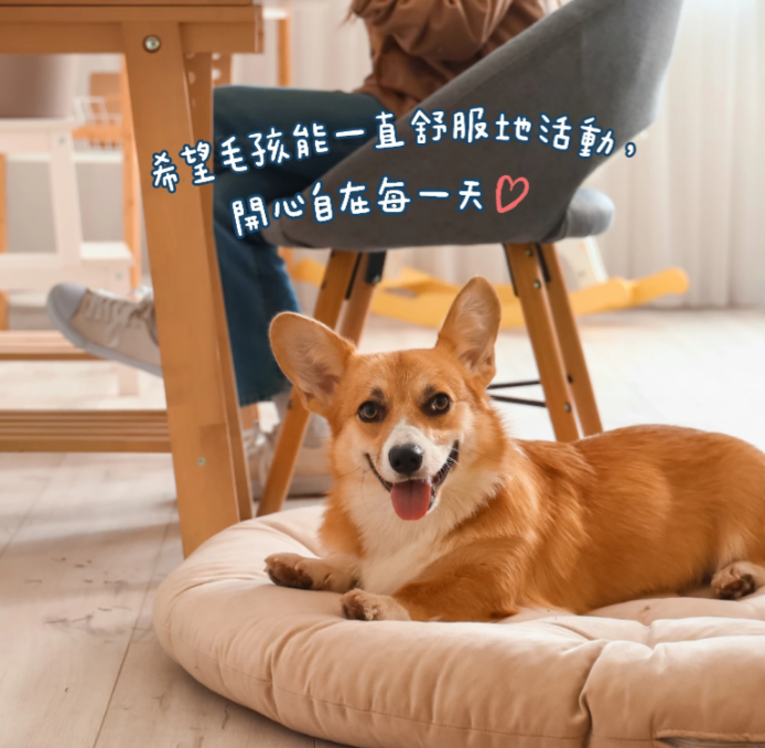 汪喵星球｜UC-II 關節保養粉 (日常保養配方) 35顆/120顆 裝【強健關節，守護毛孩的活力跳躍】【貓狗保健】