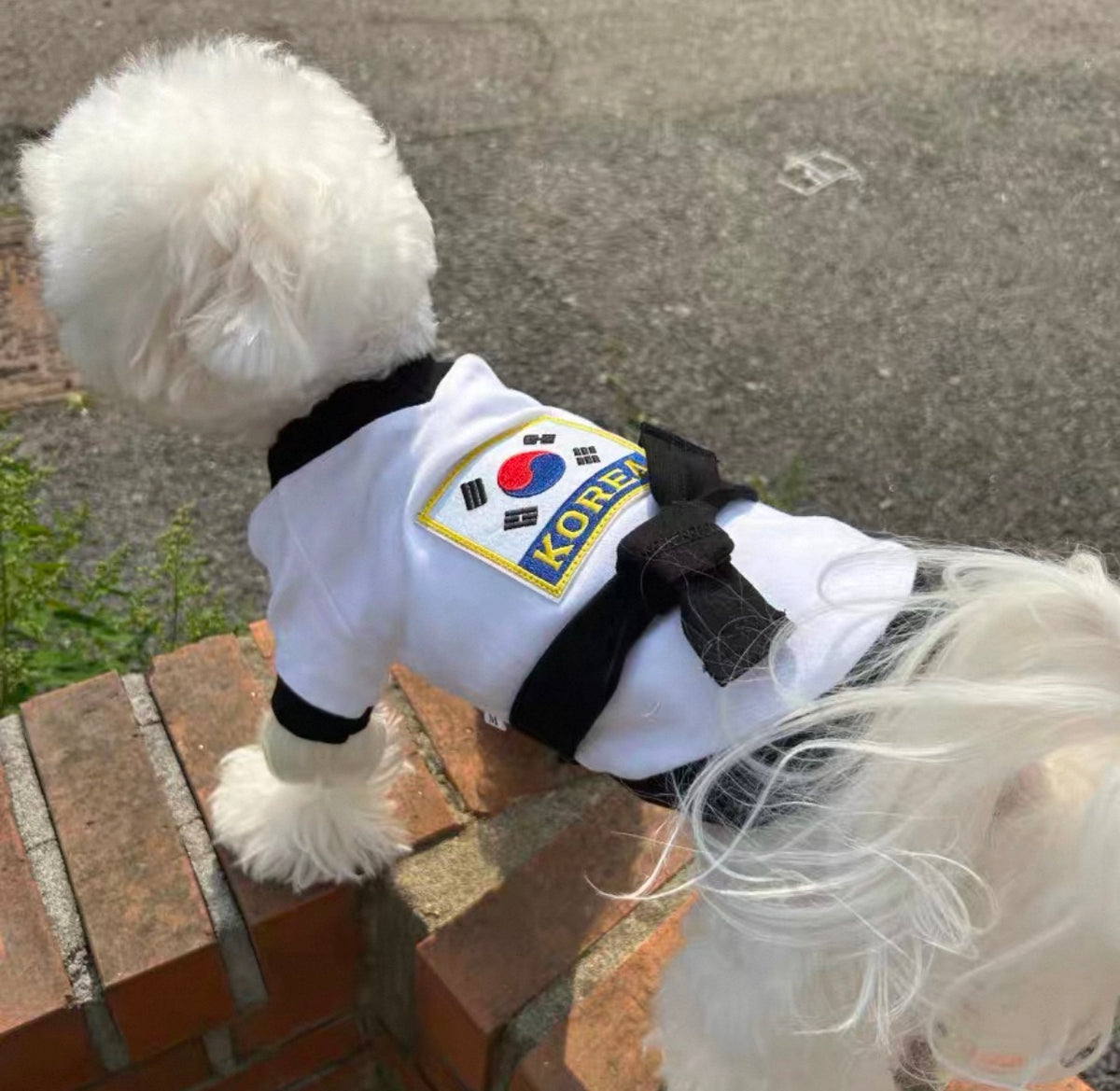 【韓國進口】寵物跆拳道服｜狗狗黑帶武道服 寵物造型服飾 拍照萬聖節變裝都得