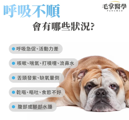 台灣【毛掌醫學】狗狗呼吸道氣管順暢保養粉 | 舒緩氣管不適 漢方萃取 狗狗支氣管保健‘’適合氣管下榻‘’ 50g