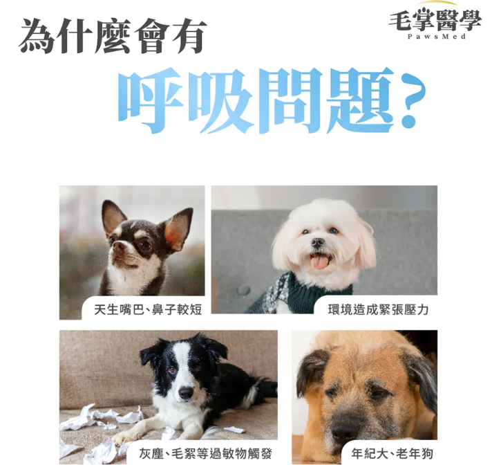 台灣【毛掌醫學】狗狗呼吸道氣管順暢保養粉 | 舒緩氣管不適 漢方萃取 狗狗支氣管保健‘’適合氣管下榻‘’ 50g