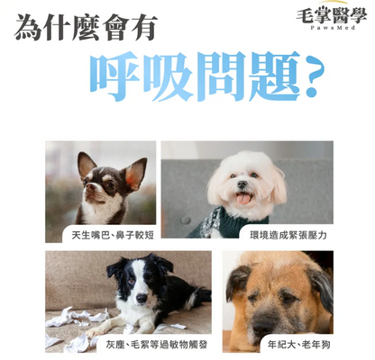 台灣【毛掌醫學】狗狗呼吸道氣管順暢保養粉 | 舒緩氣管不適 漢方萃取 狗狗支氣管保健‘’適合氣管下榻‘’ 50g