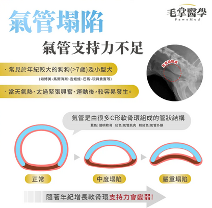 台灣【毛掌醫學】狗狗呼吸道氣管順暢保養粉 | 舒緩氣管不適 漢方萃取 狗狗支氣管保健‘’適合氣管下榻‘’ 50g