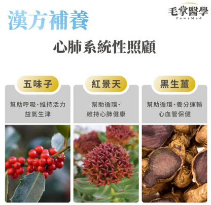 台灣【毛掌醫學】狗狗呼吸道氣管順暢保養粉 | 舒緩氣管不適 漢方萃取 狗狗支氣管保健‘’適合氣管下榻‘’ 50g