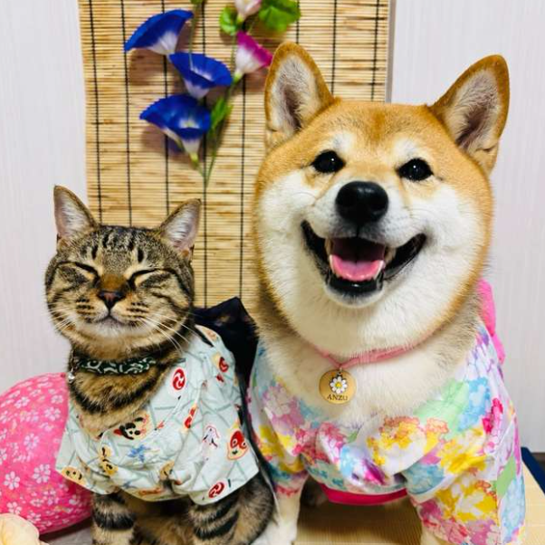 【日本品牌 IDOG & ICAT直送】MOSCAPE 專利防蚊華麗腰帶狗狗浴衣 | 日本夏日祭典和服 (6款花色)