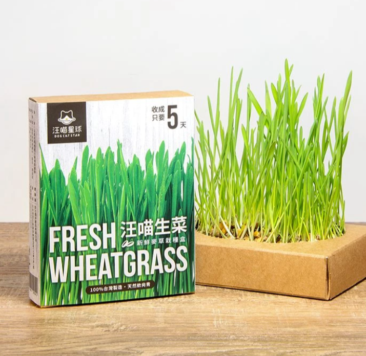 【汪喵星球】貓草新鮮栽培盒 | 貓咪生菜 天然排毛小麥草 單盒裝 $42/盒 - 天然纖維幫助排毛球
