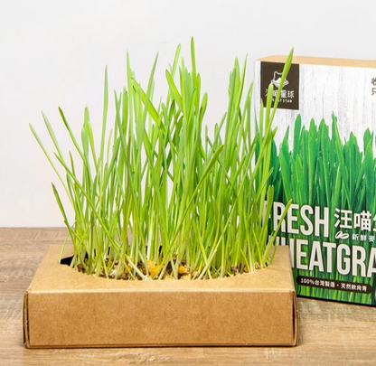 【汪喵星球】貓草新鮮栽培盒 | 貓咪生菜 天然排毛小麥草 單盒裝 $42/盒 - 天然纖維幫助排毛球