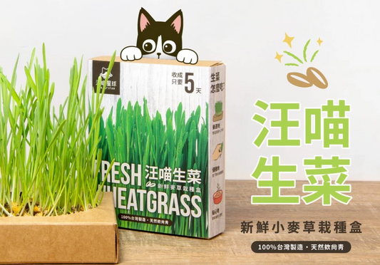 【汪喵星球】貓草新鮮栽培盒 | 貓咪生菜 天然排毛小麥草 單盒裝 $42/盒 - 天然纖維幫助排毛球
