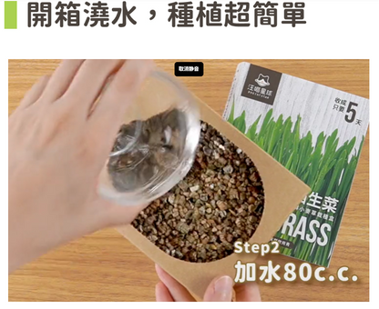 【汪喵星球】貓草新鮮栽培盒 | 貓咪生菜 天然排毛小麥草 單盒裝 $42/盒 - 天然纖維幫助排毛球