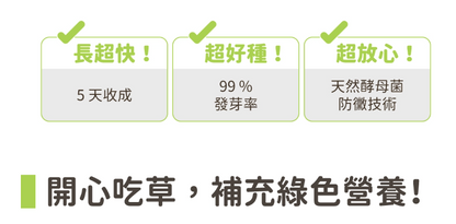 【汪喵星球】貓草新鮮栽培盒 | 貓咪生菜 天然排毛小麥草 單盒裝 $42/盒 - 天然纖維幫助排毛球