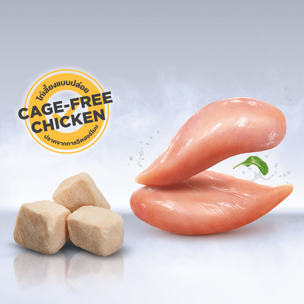【泰國Catster Play】頂級冷凍乾燥純雞肉丁 40g | 貓咪凍乾零食/生食佐餐 HK$48 銅板價首選