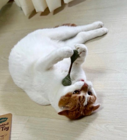 【韓國 Cattem】天然系啞鈴貓玩具 10.5cm (貓薄荷x木天蓼/木天蓼x天然銀藤)｜貓咪紓壓、潔牙必備